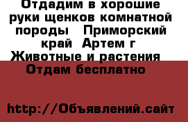 Отдадим в хорошие руки щенков комнатной породы - Приморский край, Артем г. Животные и растения » Отдам бесплатно   
